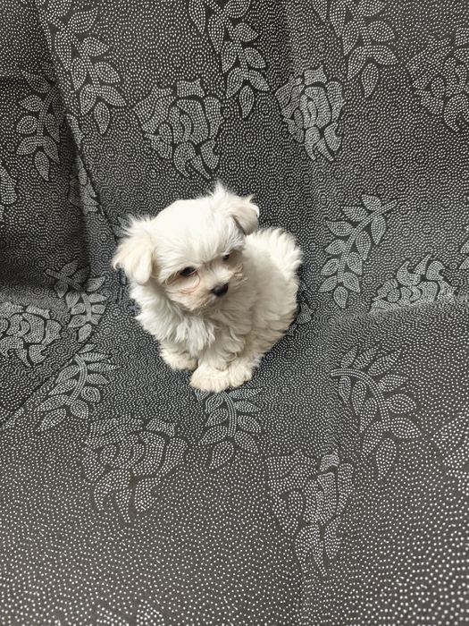 Bichon Maltês  menina excelente exemplar da raça