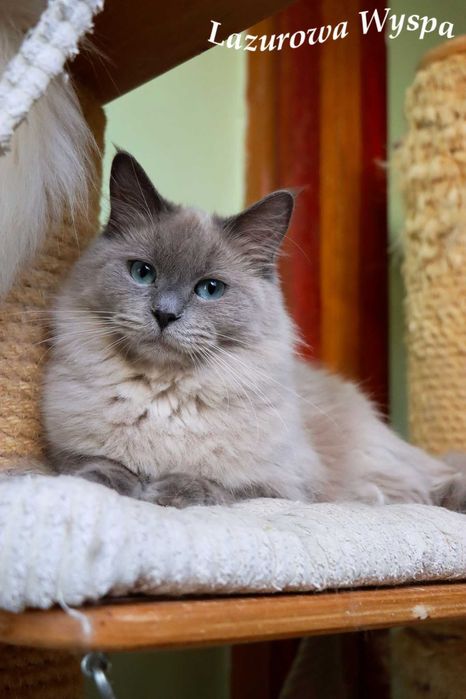 Ragdoll Cherubim blue laleczka