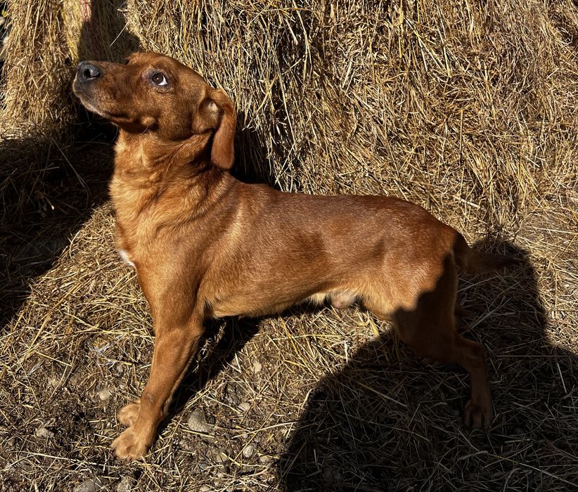 Pies piesek mieszaniec