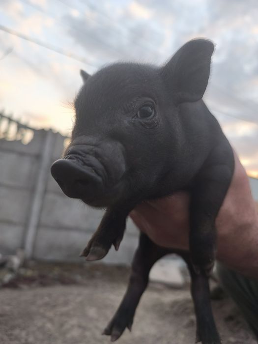 Вьетнамские поросята 2 месяца