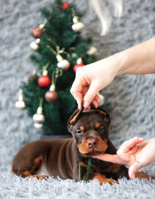 Шикарні Добермани