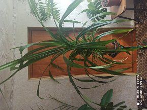 Панданус, винтовая пальма, кукурузка