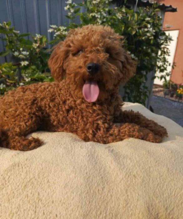 Cudny Reproduktor Pudel Toy wystawowy badania genetyczne