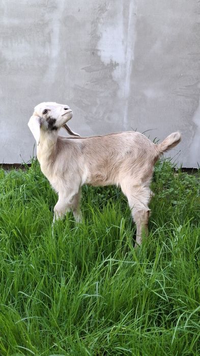 Кізличка 1 місяць, породиста