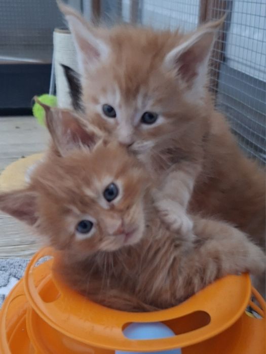 Rudy kocurek Maine Coon