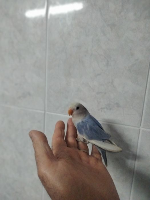 Caturras e agaporni domésticados