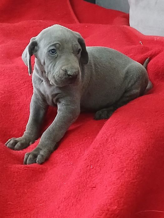 Wyżeł Weimarski śliczny piesek