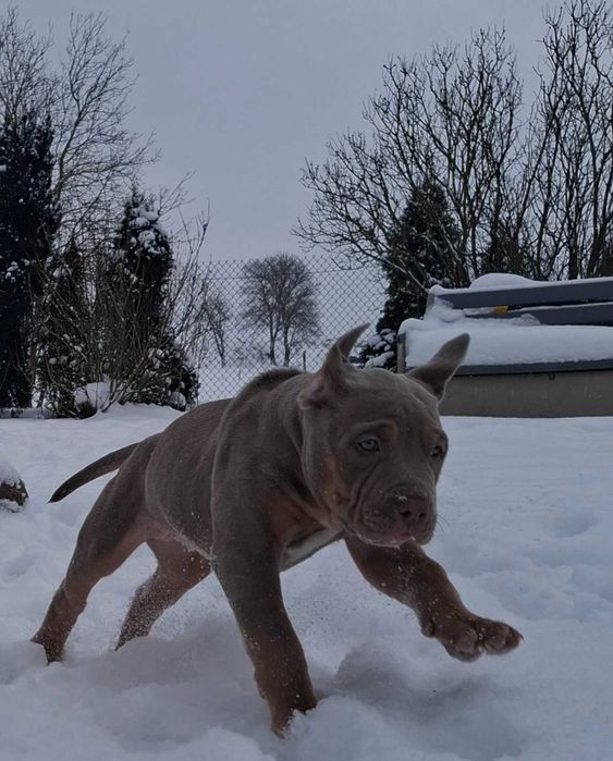 Wspaniałe dziewczyny American Bully XL