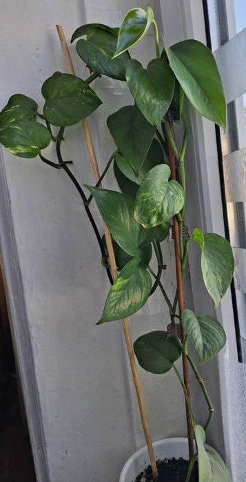 Сциндапсус, епіпренум