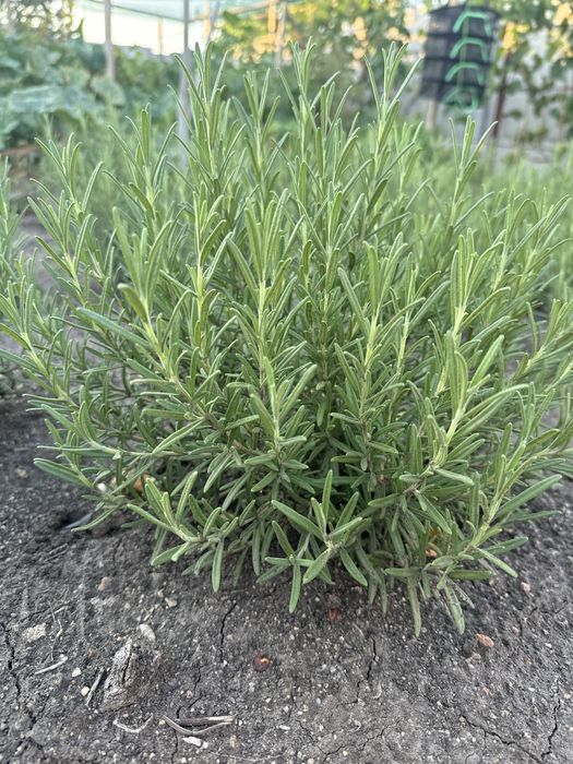 Розмарин зимуючий