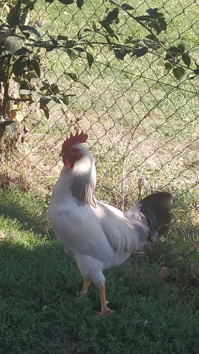 Sprzedam koguta białego