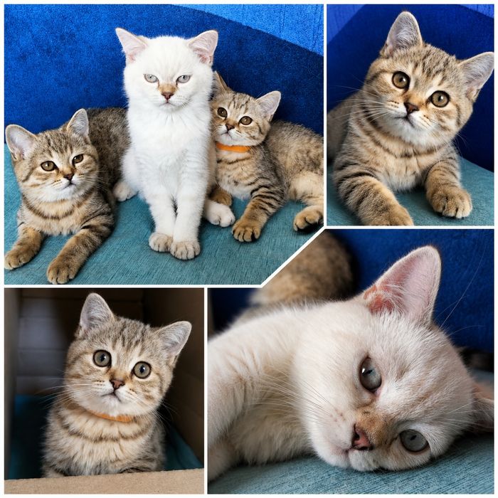 Продаж. Шотландські кошенята.