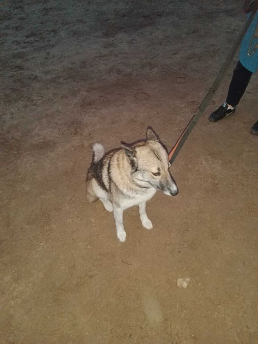 Pies szuka nowego pana.