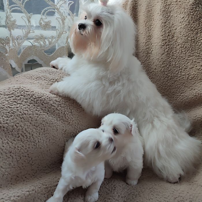 В'язка мальтійська болонка