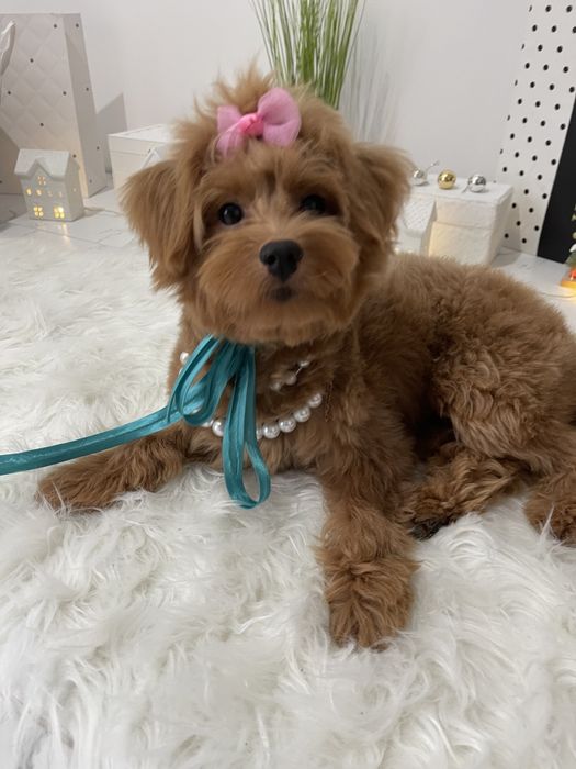 Помапу — Маленькі щастячка готові до переїзду