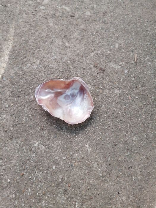 Vendo conchas para enfeitar a casa