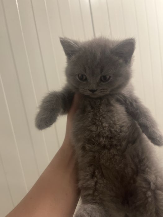 Scottish straight shorthair