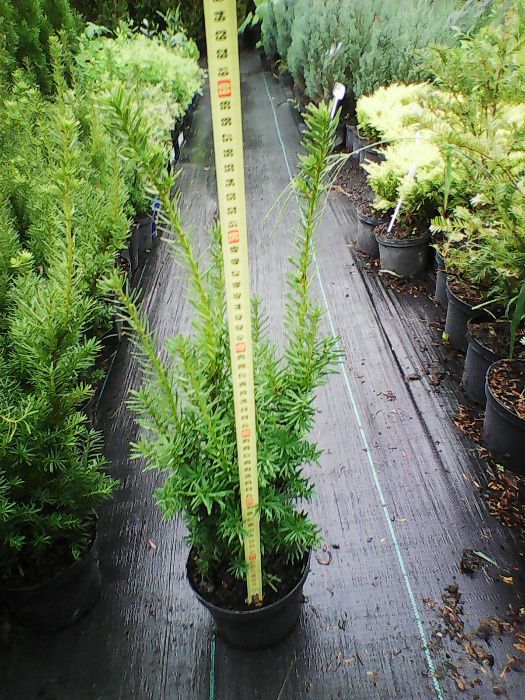 Cis żywopłotowy Hicksii, Hillii,Wojtek, Baccata od 50cm do 280cm