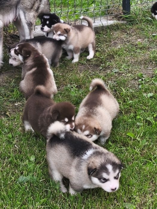 Alaskan Malamute szczeniak.