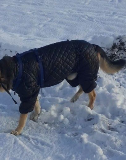 Комбінезон для великого собаки Siberia Black , Your Stylish Hunter.