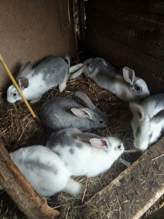Coelhos caseiros