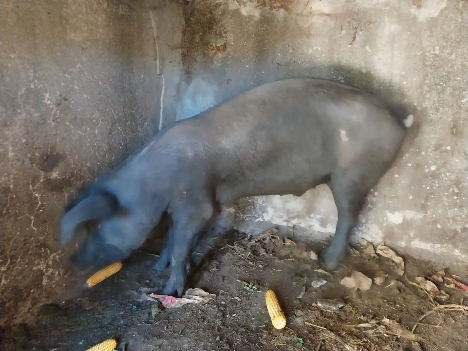Porco caseiro traçado de bisaro