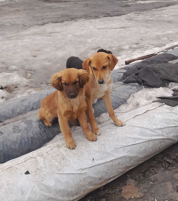 Цуценята в гарні руки, шукають родину