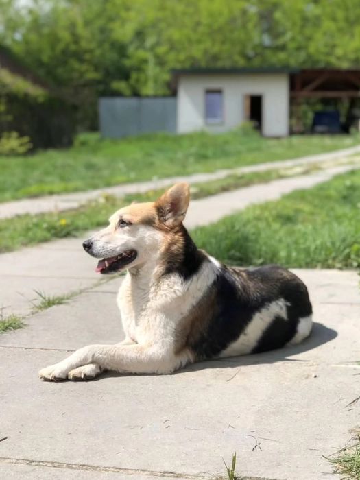 Fajny pies szuka domu