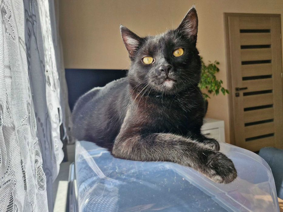 Przepiękny i mądry kot do adopcji