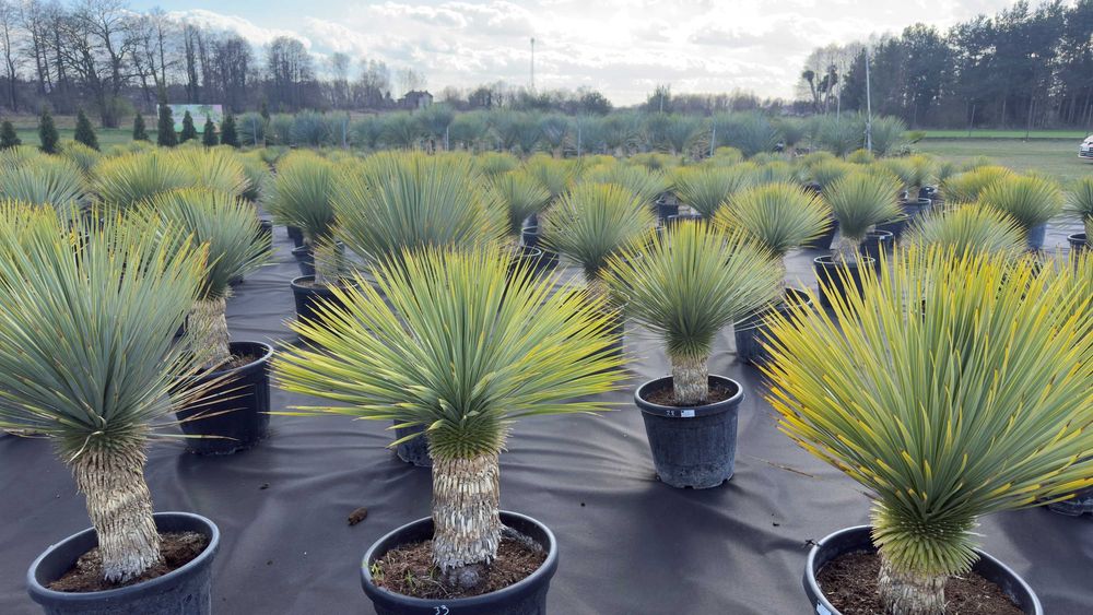 Juka Rostrata, Yucca Rostrata 100cm