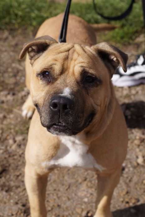 Łagodny i grzeczny amstaff Carlos szuka domu