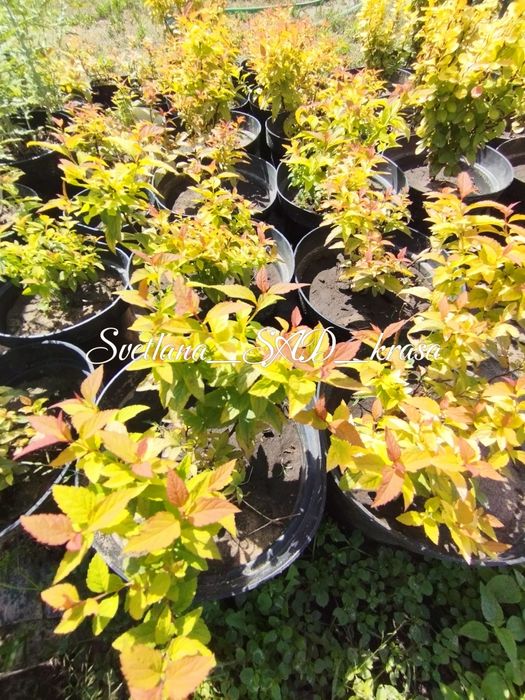 Спірея Голдфлейм, спирея голдфлейм, Gold Flame, ЗКС