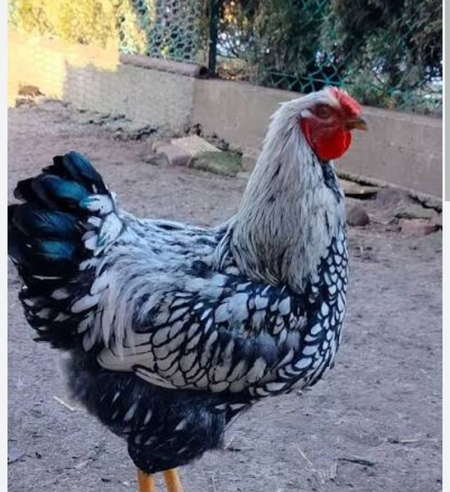 Koguty kaczki francuskie