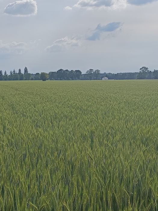 Pszenżyto na sprzedaż