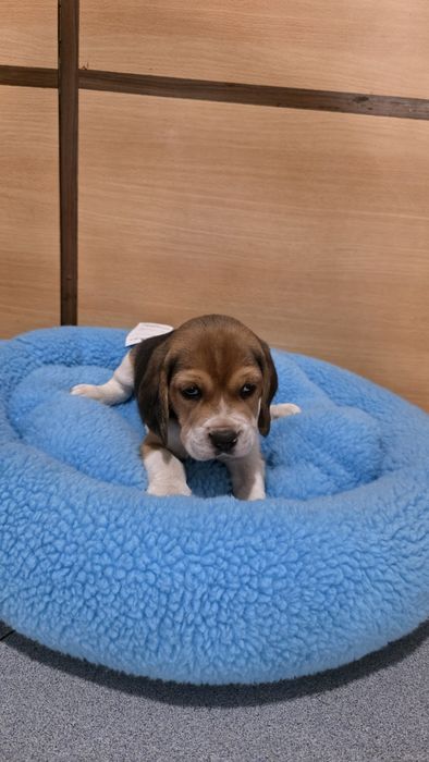 Beagle tricolor fêmea