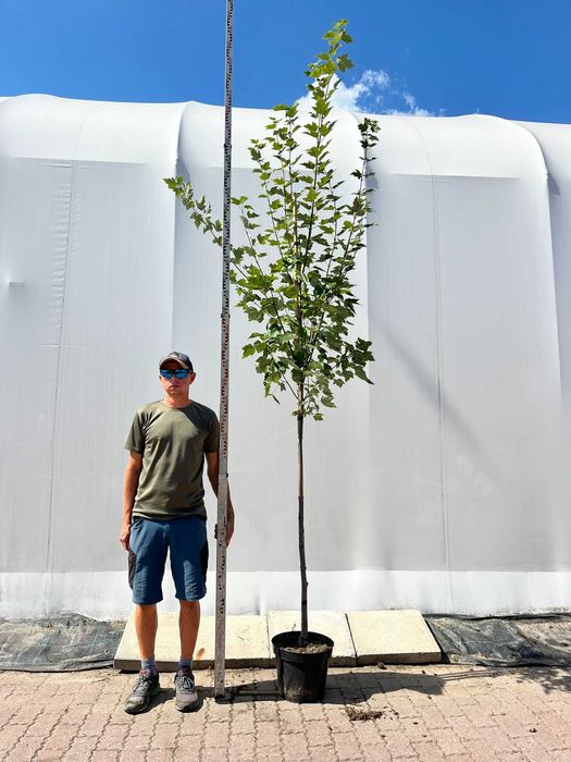 Klon czerwony Acer rubrum C15 Ø 8–10 - intensywne kolory jesieni