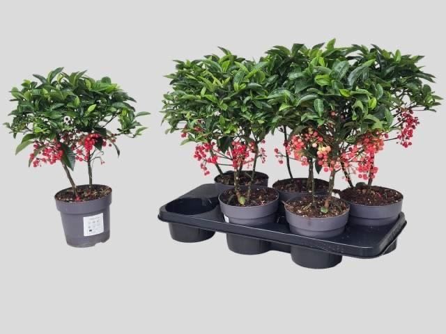 Гіпеаструм,каланхоє,діантус,ардізія,кислиця