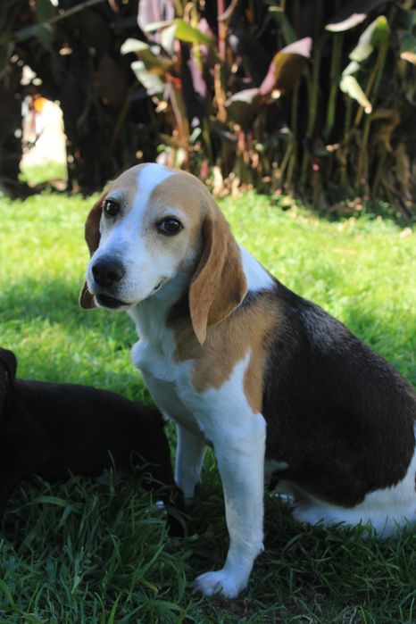 Beagle querida para adopção