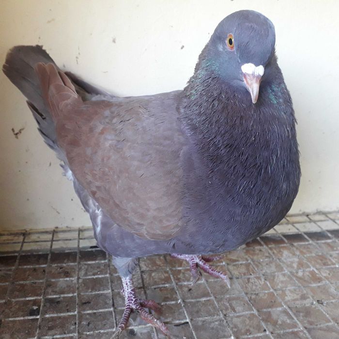 Gołębie Mięsne Kalifornijskie USA