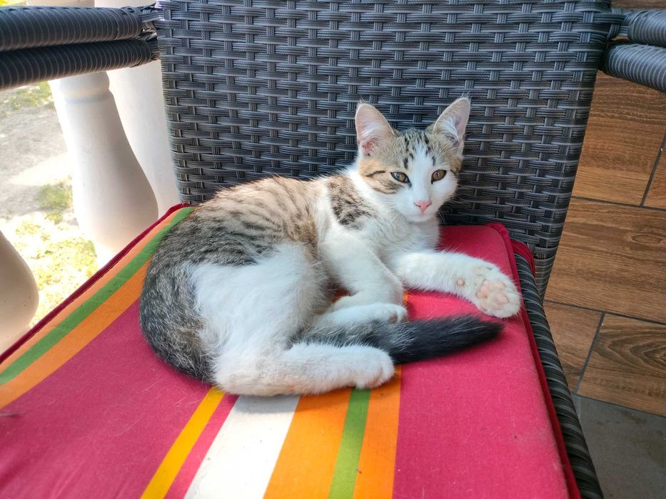 Kotek 3 miesiące oddam