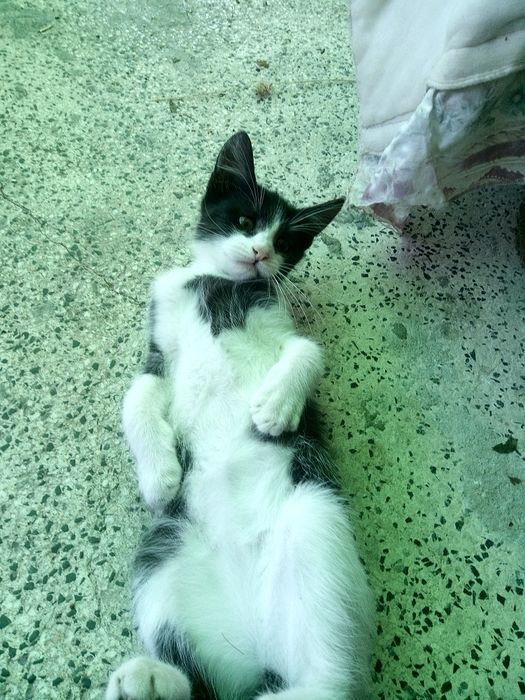 Gatinhas para adopção
