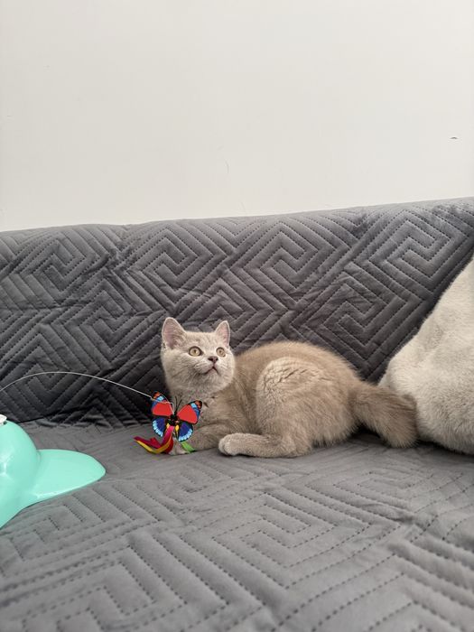 Kot kocur brytyjski liliowy