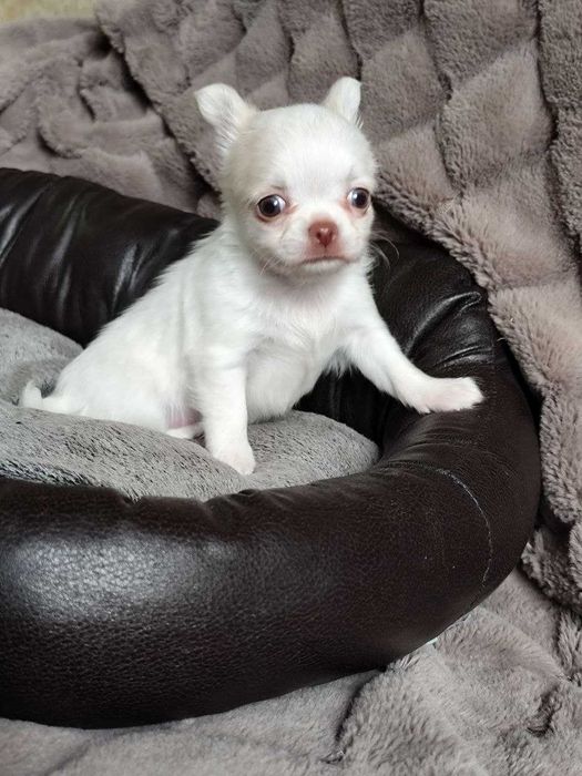 Чихуа для самых лучшим мам и пап