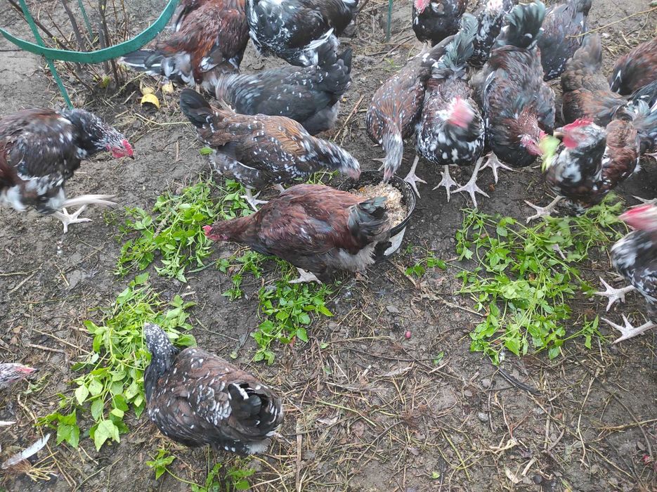 Продам молоді курі лівенські ситцеві