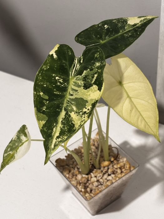 Alokazja frydek variegata