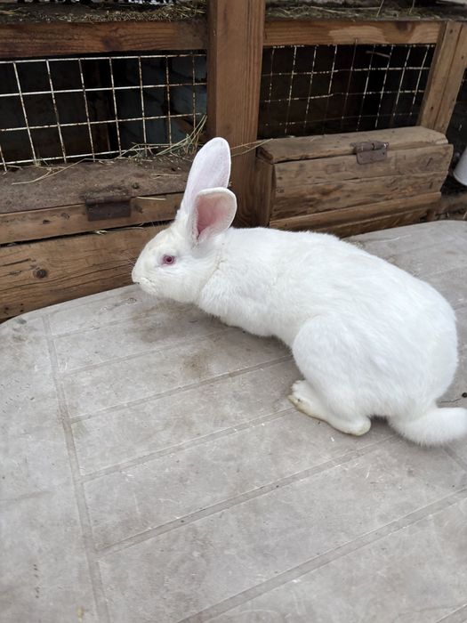 Продажа, кролики, белый термон. Одесская область