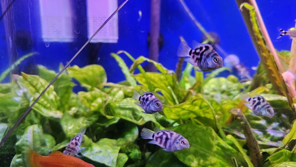 Pielegnica papuzia blue tiger (zebra)