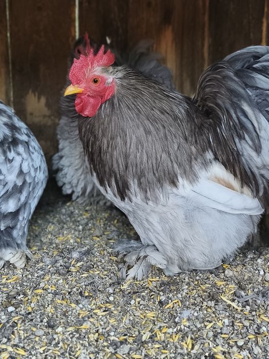 Jaja jajka lęgowe kochiny miniaturowy lapciaty