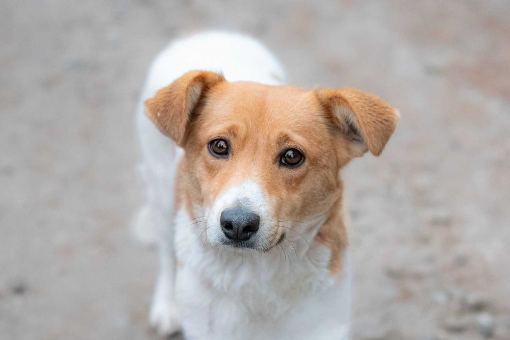 Nisska - urocza łaciatka