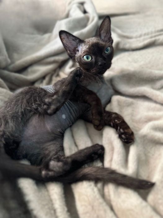 Кошенята девон рекс